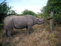 Ranger and Black Rhino, Kenya     1600x1200 ranger, and, black, rhino, kenya, , 