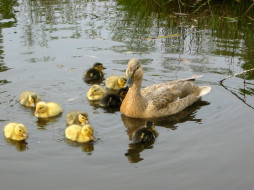Mom duck & 10 kids     1200x900 mom, duck, 10, kids, , 