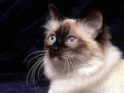 Birman, The Sacred Temple Cat     1600x1200 birman, the, sacred, temple, cat, , 