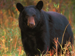 Black Bear, Tennessee     1600x1200 black, bear, tennessee, , 