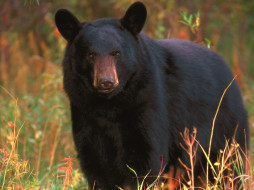 black, bear, tennessee, , 