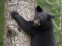 Black Bear Cub, Orr, Minnesota     1600x1200 black, bear, cub, orr, minnesota, , 