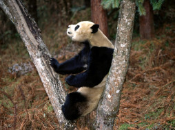 Better than a Masseuse, Giant Panda     1600x1200 better, than, masseuse, giant, panda, , 