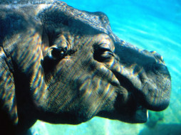underwater, hippopotamus, , 