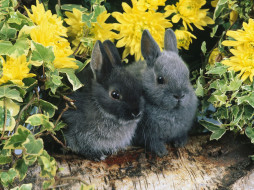 Dwarf Rabbits     1600x1200 dwarf, rabbits, , , 
