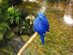 Vancouver Island, Victoria, Crystal Garden - Blue Macaws     1600x1200 vancouver, island, victoria, crystal, garden, blue, macaws, , 
