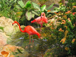 Vancouver Island, Victoria, Crystal Garden - Flamingos     1600x1200 vancouver, island, victoria, crystal, garden, flamingos, , 