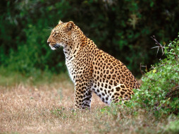 the, lookout, leopard, , 