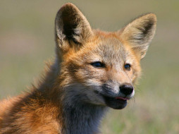 Foxes Of San Juan Island 03     1600x1200 foxes, of, san, juan, island, 03, , 