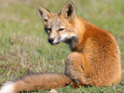 Foxes Of San Juan Island 08     1600x1200 foxes, of, san, juan, island, 08, , 