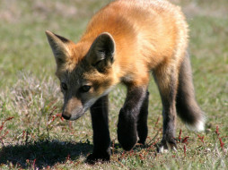 Foxes Of San Juan Island 06     1600x1200 foxes, of, san, juan, island, 06, , 