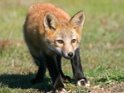 Foxes Of San Juan Island 02     1600x1200 foxes, of, san, juan, island, 02, , 