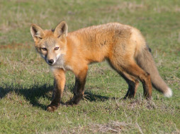 Foxes Of San Juan Island 07     1600x1200 foxes, of, san, juan, island, 07, , 