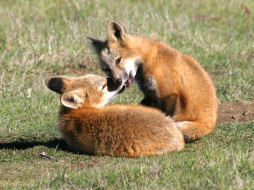 Foxes Of San Juan Island 05     1600x1200 foxes, of, san, juan, island, 05, , 