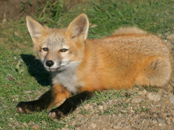 Foxes Of San Juan Island 09     1600x1200 foxes, of, san, juan, island, 09, , 