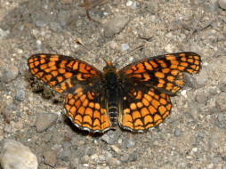 checkerspot, northern, up, sonora, pass, , 