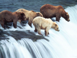 brown, bears, katmai, national, park, alaska, , 