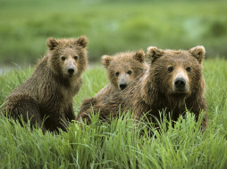 Curious Cubs and Mom     1600x1200 curious, cubs, and, mom, , 
