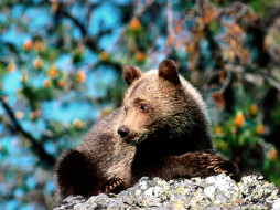 contemplation, grizzly, bear, cub, , 