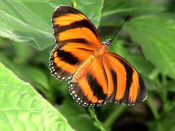 Orange Tiger Butterfly   Dryadula Phaetusa     1024x768 orange, tiger, butterfly, dryadula, phaetusa, , 
