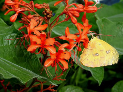 Orange Barred Sulphur Butterfly   Phoebis philea     1600x1200 orange, barred, sulphur, butterfly, phoebis, philea, , 