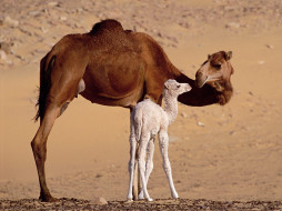 Dromedary Camels, Sahara, Egypt     1600x1200 dromedary, camels, sahara, egypt, , 