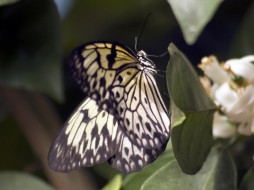 butterfly, 02, , 