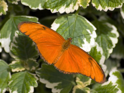 butterfly, 03, животные, бабочки