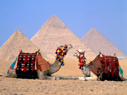 Parking Lot, Camels, Giza, Egypt     1600x1200 parking, lot, camels, giza, egypt, , 
