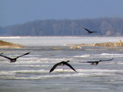 canadian, geese, in, flight, , 