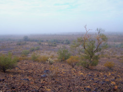 Fog in Sonorah. Arizona. USA     1600x1200 