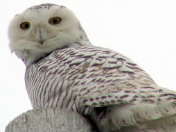 Snowy Owl up close and personal     1024x768 snowy, owl, up, close, and, personal, , 