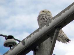 snowy, owl, on, telephone, pole, in, huron, county, michigan, , 