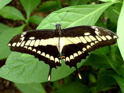 Thoas Swallowtail Butterfly  Papilio Palinurus     1024x768 thoas, swallowtail, butterfly, papilio, palinurus, , 