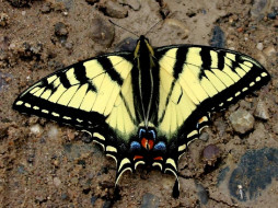 Yellow Swallowtail Butterfly     1024x768 yellow, swallowtail, butterfly, , 