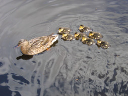mother, duck, and, ducklings, , 