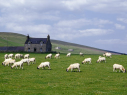 Grampian Farm, Near Rhynie, Scotland     1600x1200 grampian, farm, near, rhynie, scotland, , , 