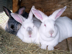 Easter Bunnies     1600x1200 easter, bunnies, , , 