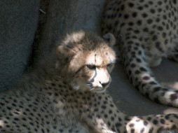 cincinnati, zoo, 23, , 