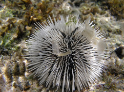 White sea Urchin     1600x1200 white, sea, urchin, , , 