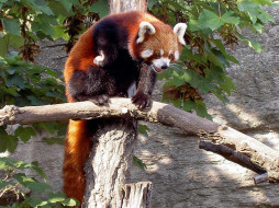 Red Panda     1024x768 red, panda, , 