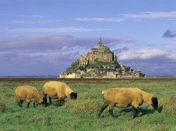 Sheep, Mont-Saint-Michel, Normandy, France     1600x1200 sheep, mont, saint, michel, normandy, france, , , 