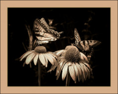     350609 (a):ivanna :1280x1024