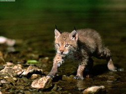 Cautious Approach,Eurasian Lynx     1600x1200 cautious, approach, eurasian, lynx, , 