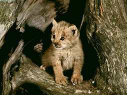 Lynx Cub,Loomis State Forest,Washington     1600x1200 lynx, cub, loomis, state, forest, washington, , 