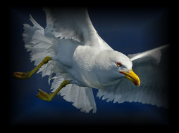 seagull, , , , 