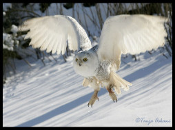Snow Owl     1024x768 snow, owl, , 