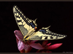 Kogan Vladimir Butterfly -  2     1024x768 kogan, vladimir, butterfly, , , 