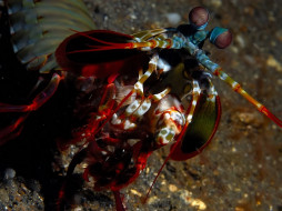 mantis, shrimp, , , 