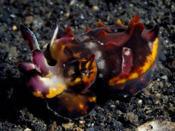 Flamboyant Cuttlefish     1024x768 flamboyant, cuttlefish, , , 